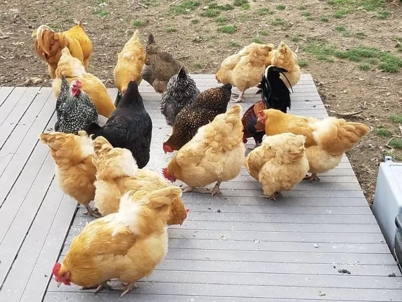 Guide To Raising Buff Orpington Chickens