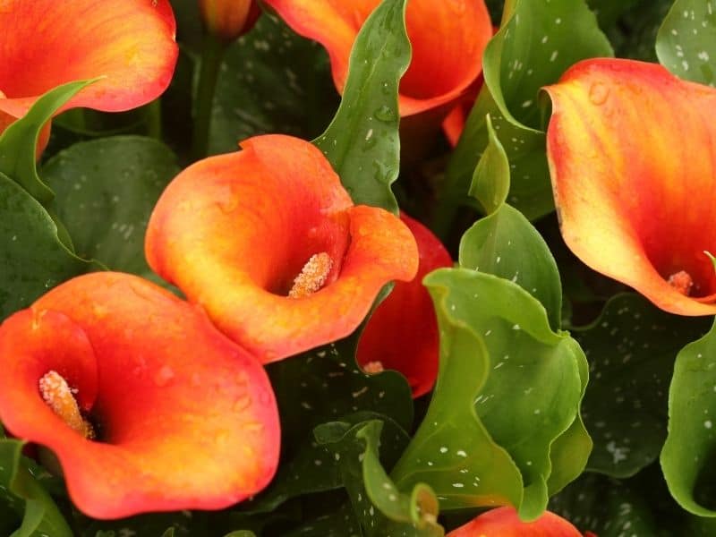 7 Zesty Flowers That Start With Z