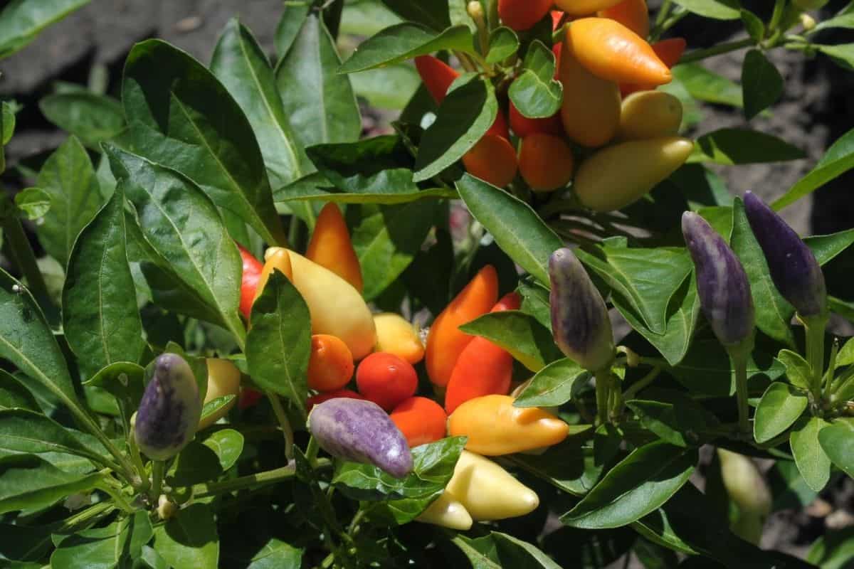 Utah Native Plants List 9 Plants For A Sustainable Landscape