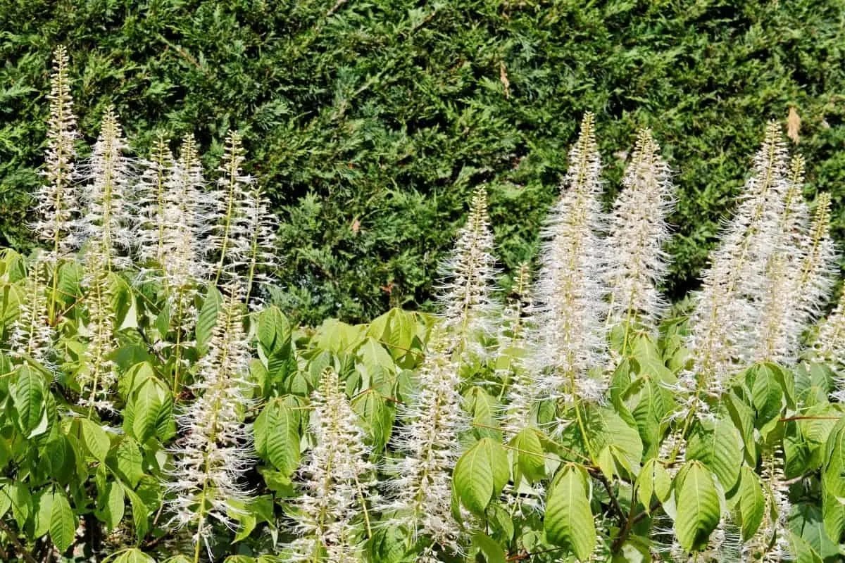 Native Plants List 13 Southern Beauties For Your Landscape