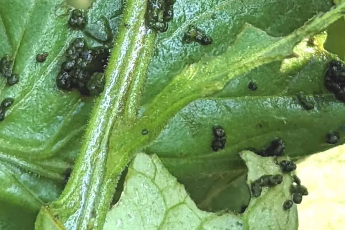 How To Get Rid Of Blister Beetles
