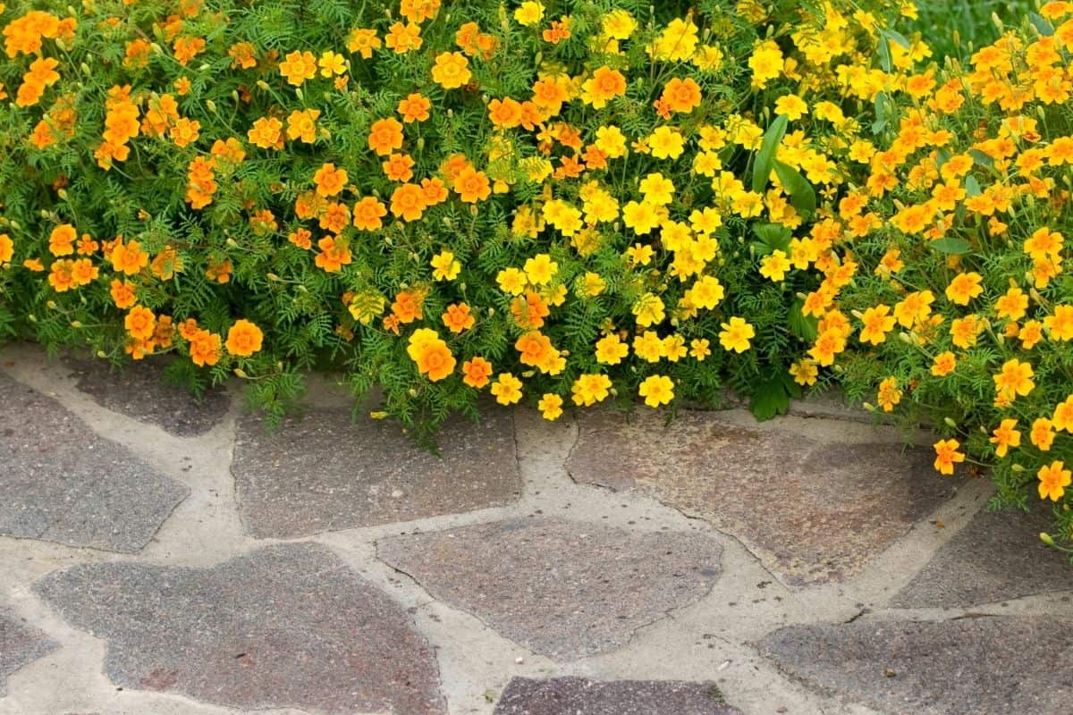 How To Get Rid Of Moles In The Garden 4 Easy Ways