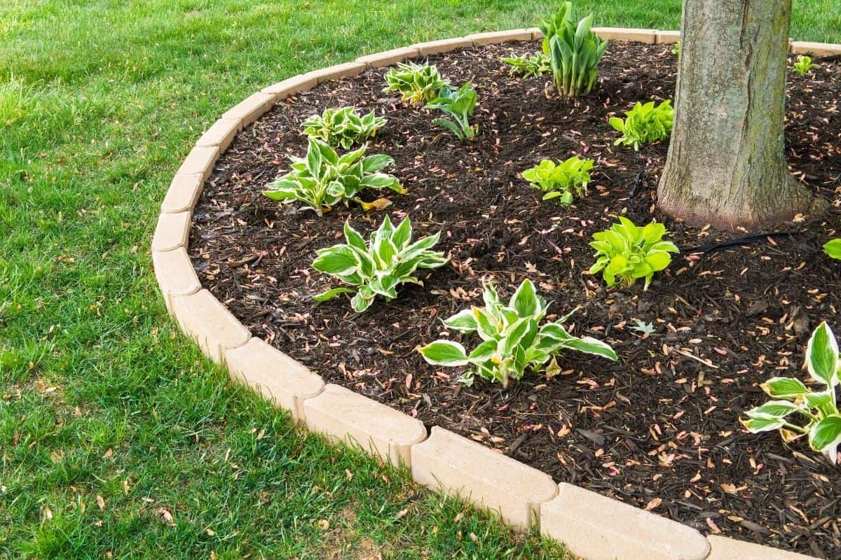 Landscaping Around Exposed Tree Roots 5 Easy Ideas