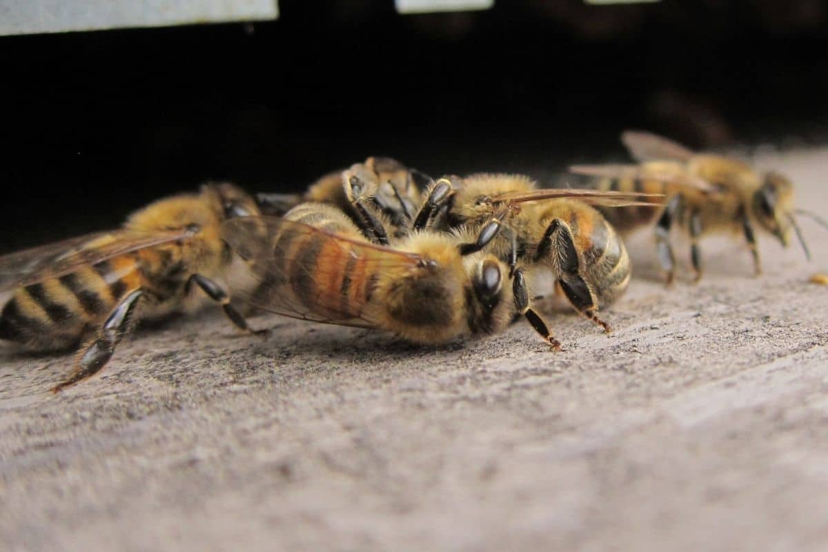 Do Bees From Different Hives Fight?