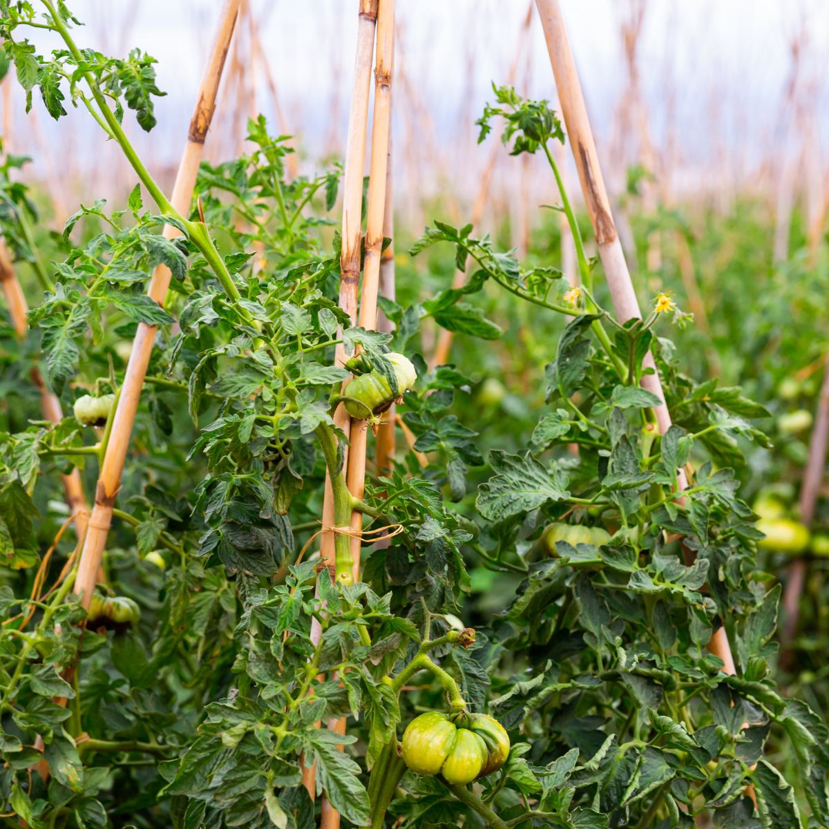 The Best Way To Stake Tomato Plants 7 Practical Tips From Experienced