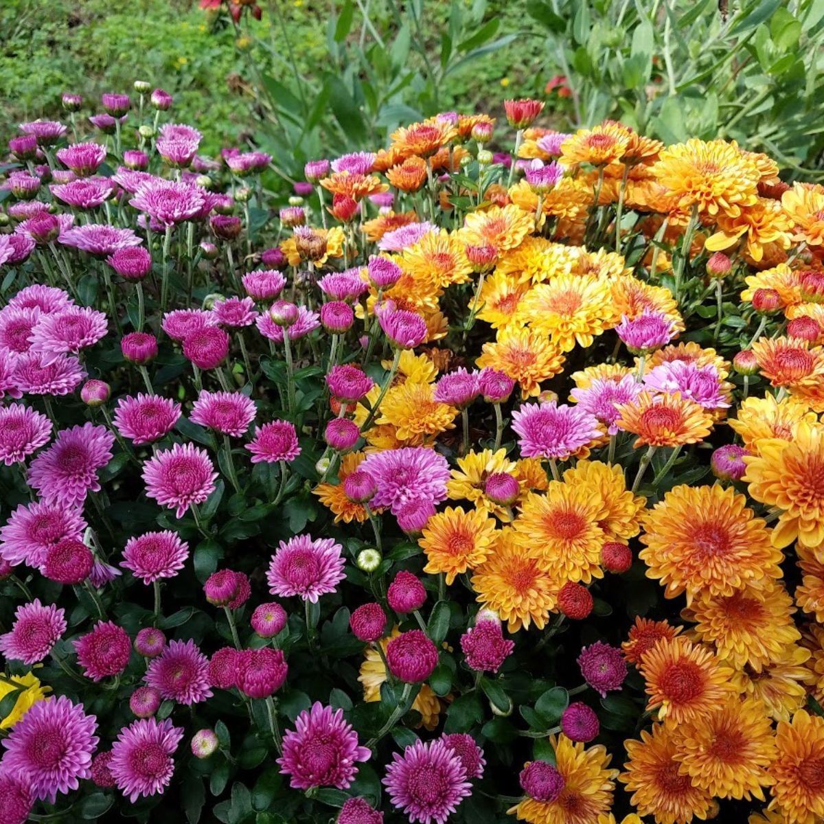 11 Stunning Companion Plants For Mums In The Fall Landscape