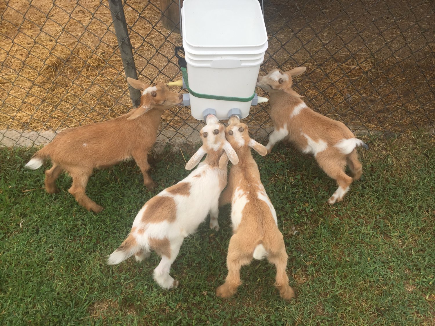 Bottle/milk bar plans BackYardHerds Goats, Horses, Sheep, Pigs & more