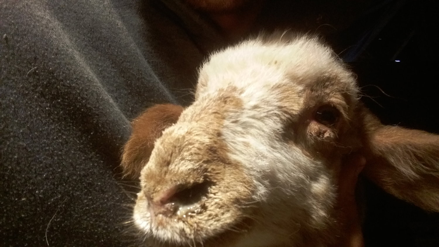 Runny nose and coughing BackYardHerds Goats, Horses, Sheep, Pigs & more