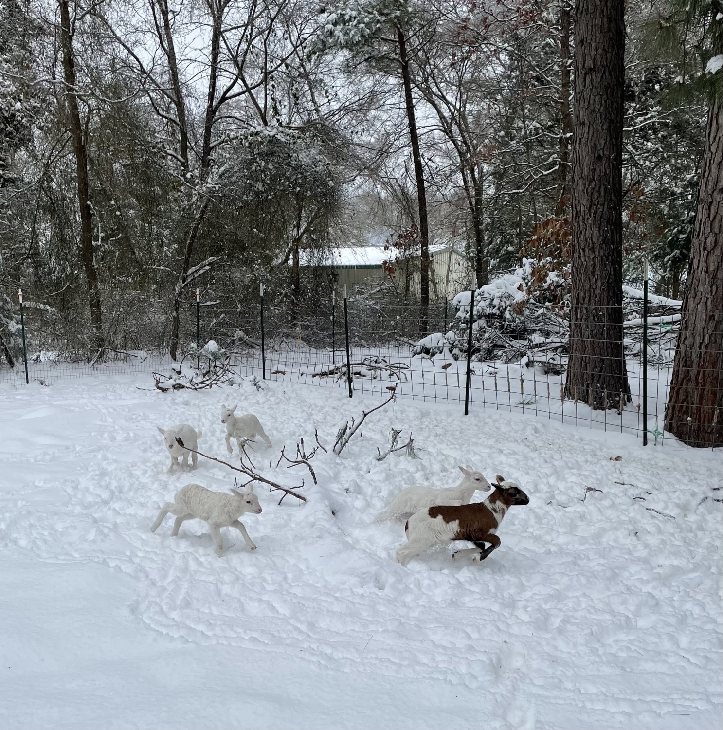 Goat and newborns breathing fast BackYardHerds Goats, Horses, Sheep