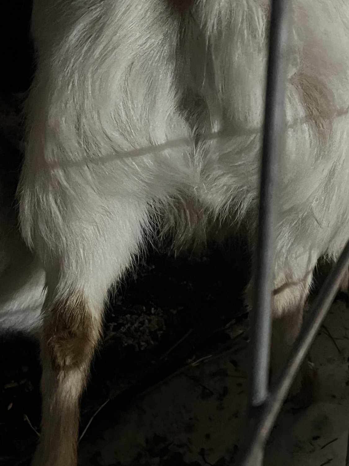 Goat balls on the small side?? BackYardHerds Goats, Horses, Sheep