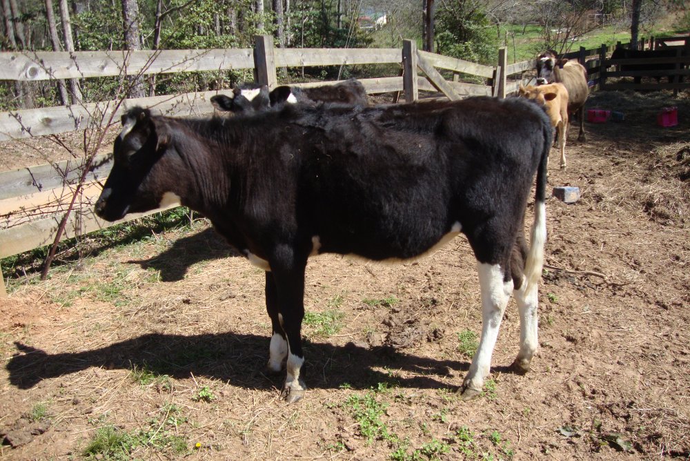 Weight and price of different cattle