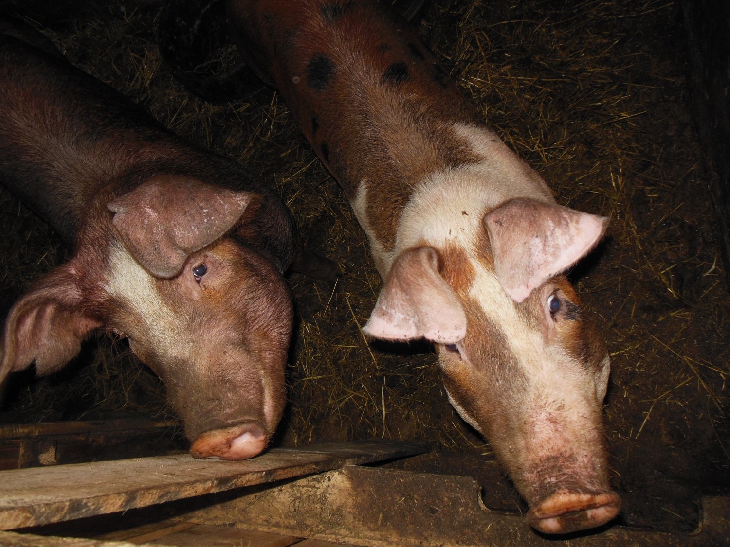 Just doing my research beforehand but how aggressive are pigs