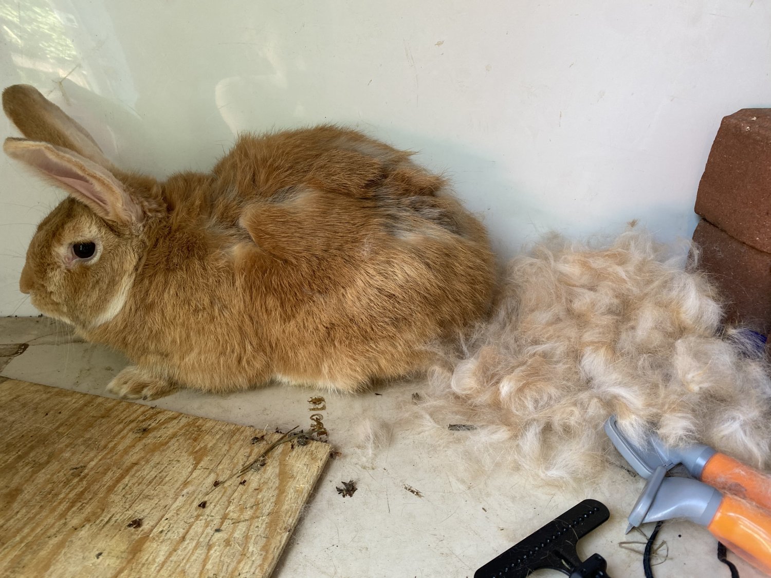 Weird rabbit shedding BackYardHerds Goats, Horses, Sheep, Pigs & more