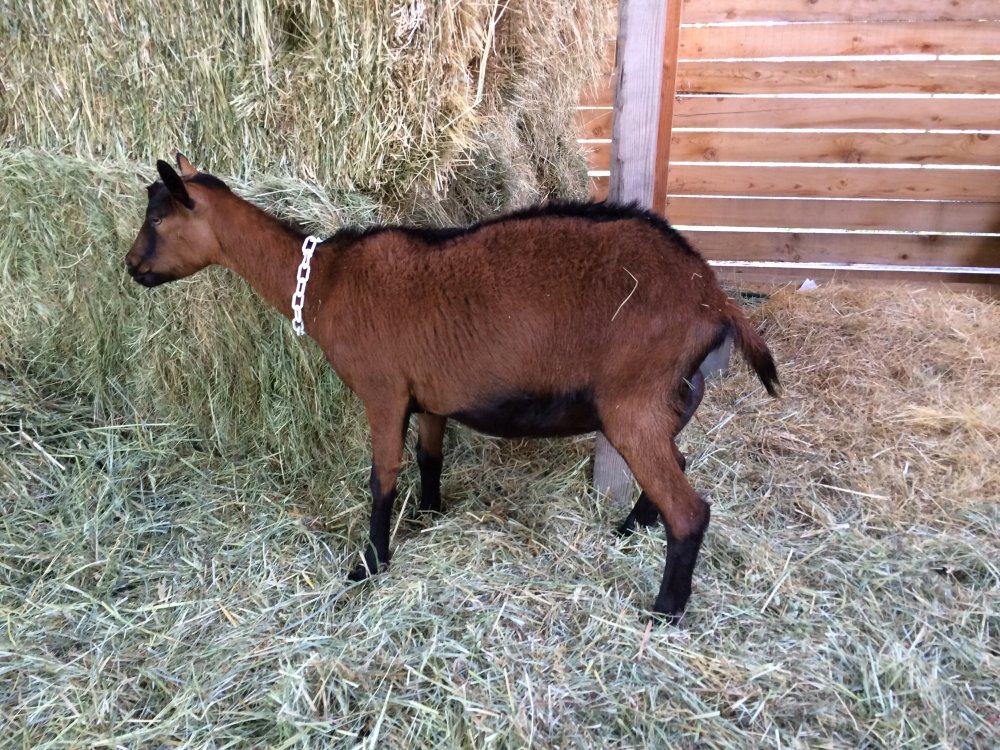 Goat with weak back legs!!! Help!!! BackYardHerds Goats, Horses