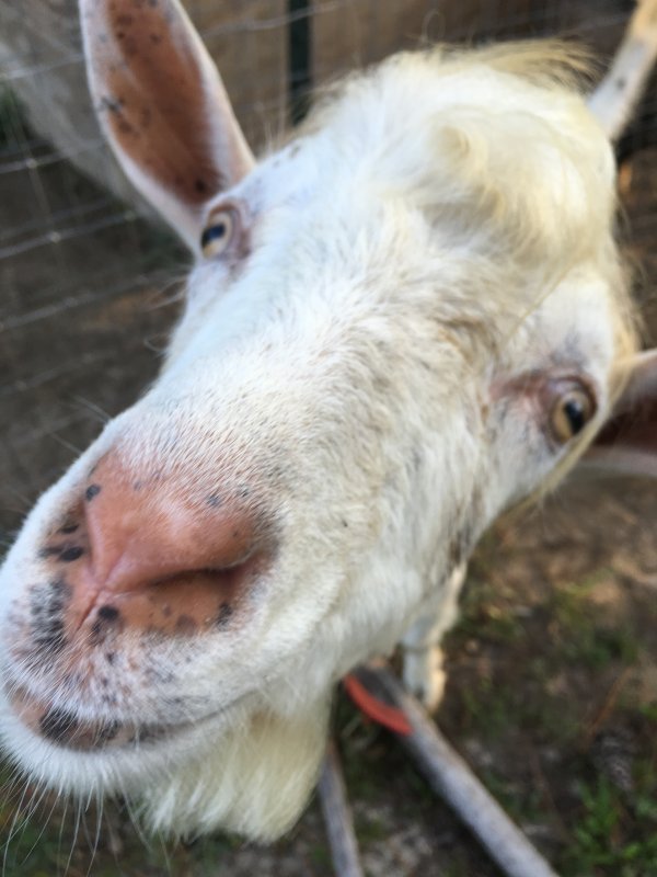 Watery eye BackYardHerds Goats, Horses, Sheep, Pigs & more