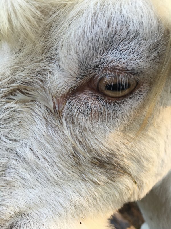 Watery eye BackYardHerds Goats, Horses, Sheep, Pigs & more