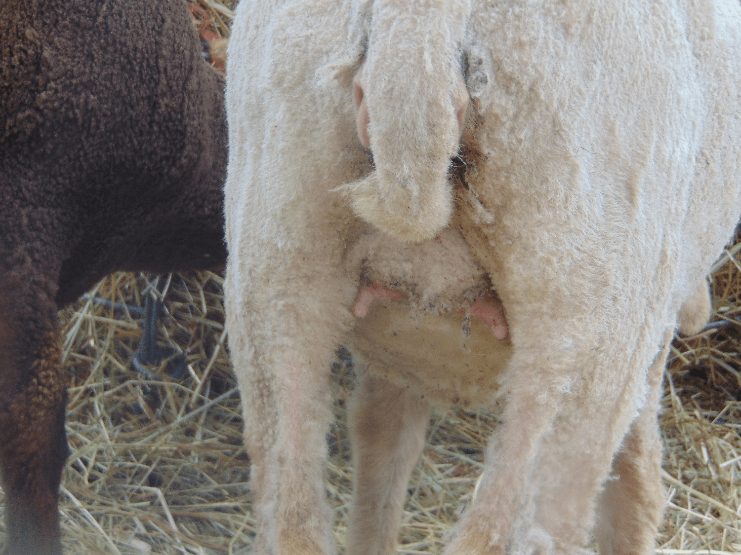 1st pregnancy udder development? BackYardHerds Goats, Horses, Sheep