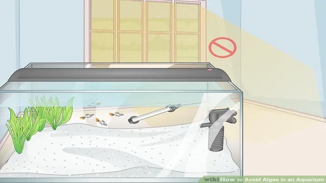 How to Avoid Algae in Aquarium: Tips and Tricks for a Clear and Clean
