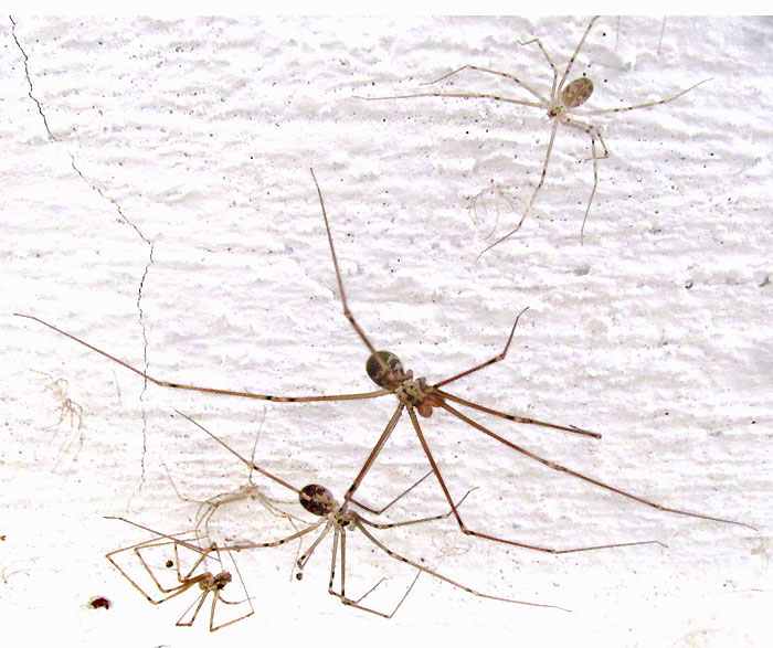 Shortbodied Cellar Spider, PHYSOCYCLUS GLOBOSUS