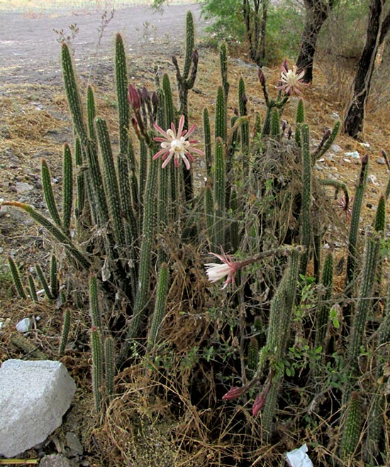 Snake Cactus, PENIOCEREUS SERPENTINUS