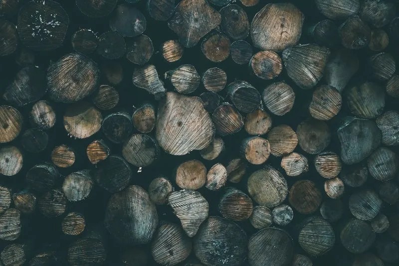 Is Alder Good Firewood Everything You Need To Know [2023]