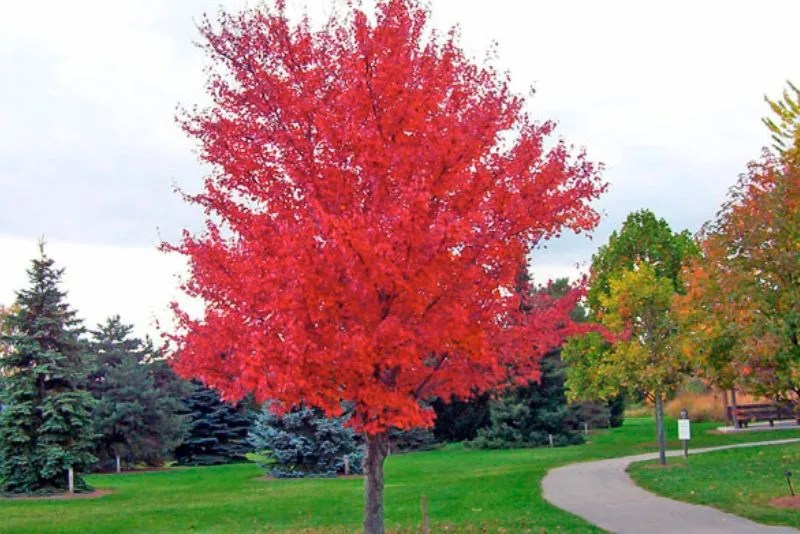 Is Red Maple Good Firewood Everything You Need To Know [2023]