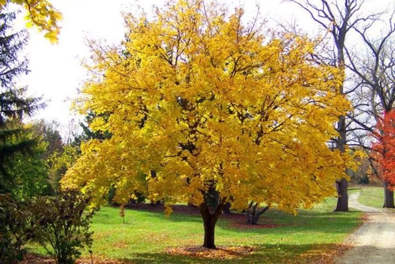 Is Silver Maple Good Firewood Everything You Need To Know [2023]