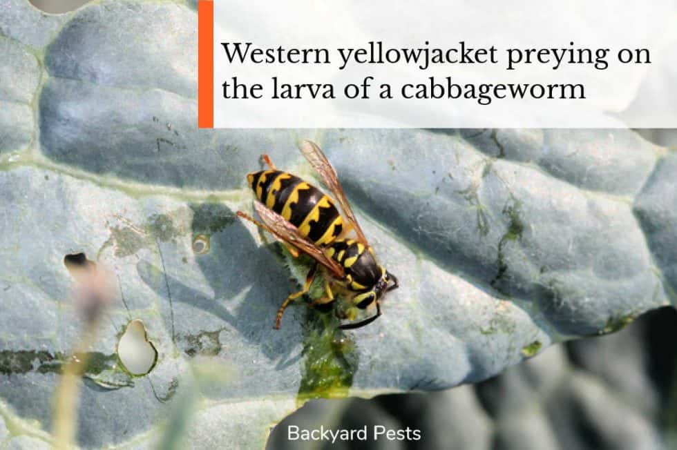 Do Wasps Eat Garden Pests? Here Are The Facts Backyard Pests