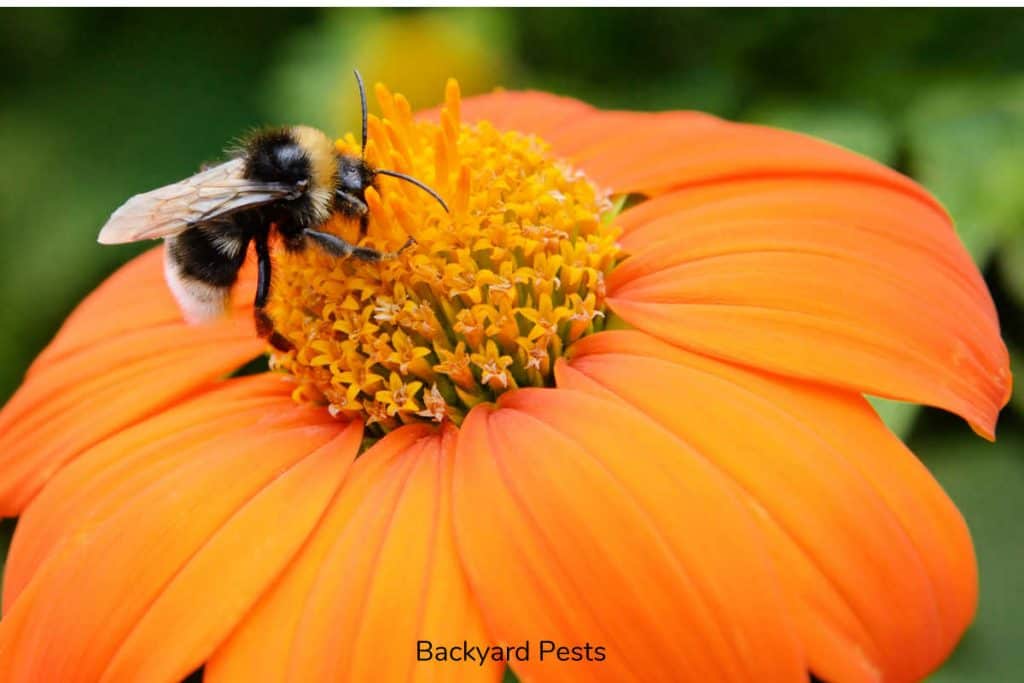 Ground Bees As Pollinators Why They Are So Important For Your Yard