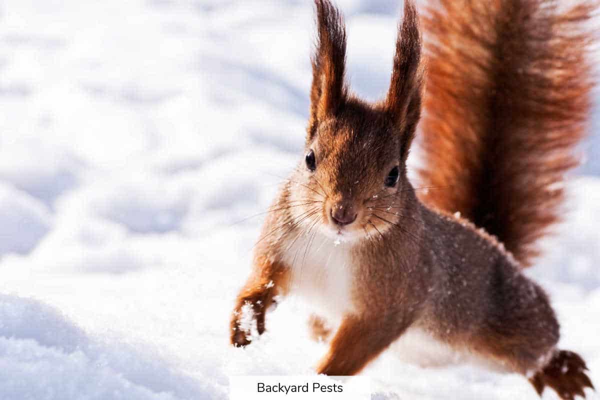 What Squirrels Do In Winter And How They Survive Cold Weather