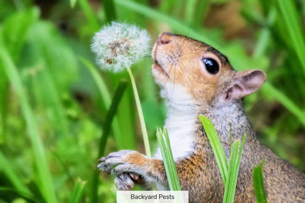 12 Smells Squirrels Hate And How To Use Smells To Repel Squirrels
