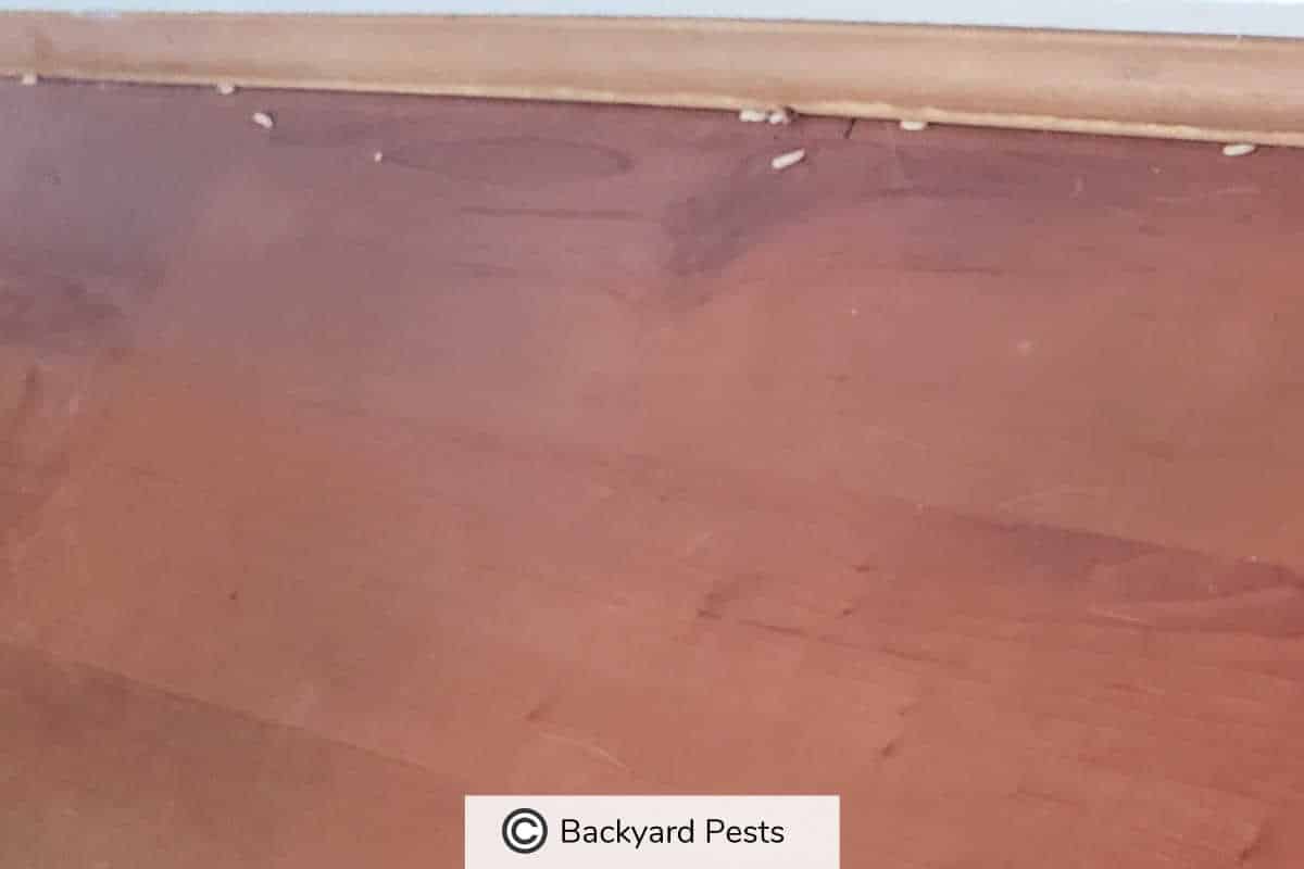 8 Places Maggots Come From And Why Backyard Pests