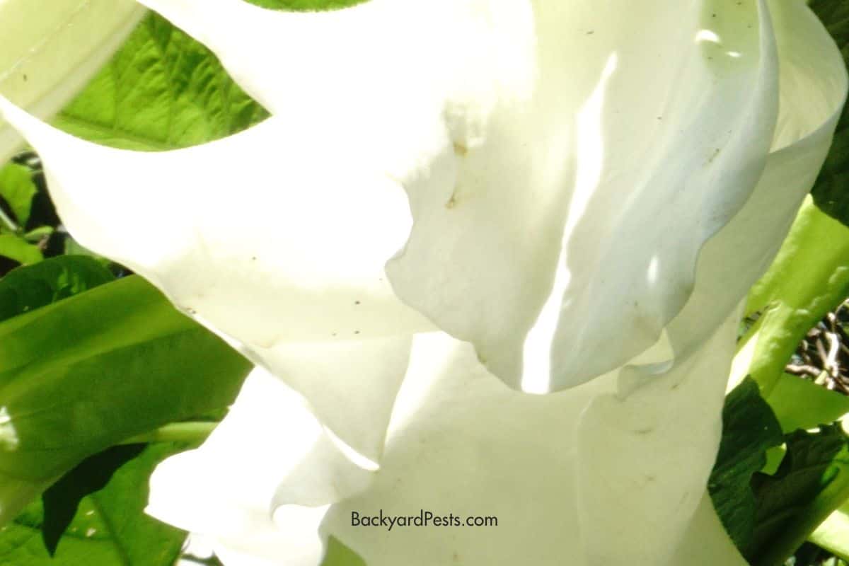 This common flower could put you in the ER Backyard Pests