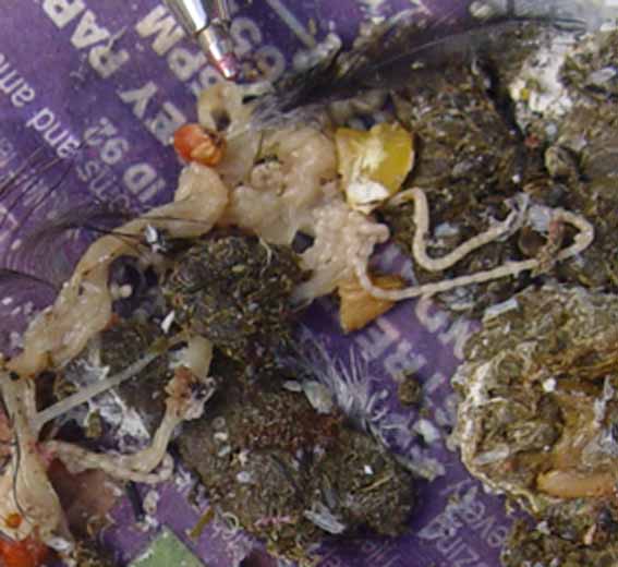 Backyard Poultry Information Centre Australia