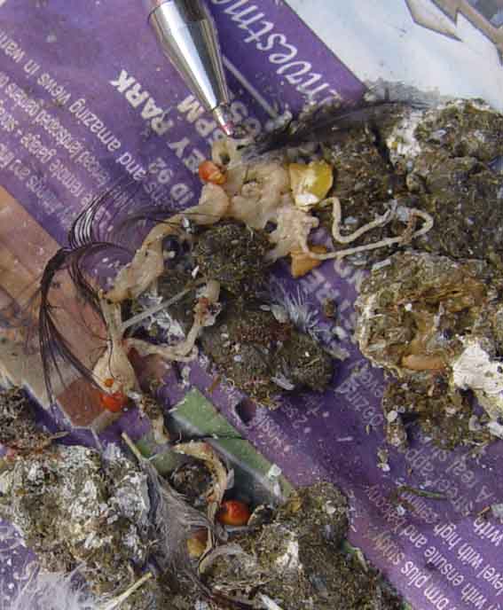 Backyard Poultry Information Centre Australia