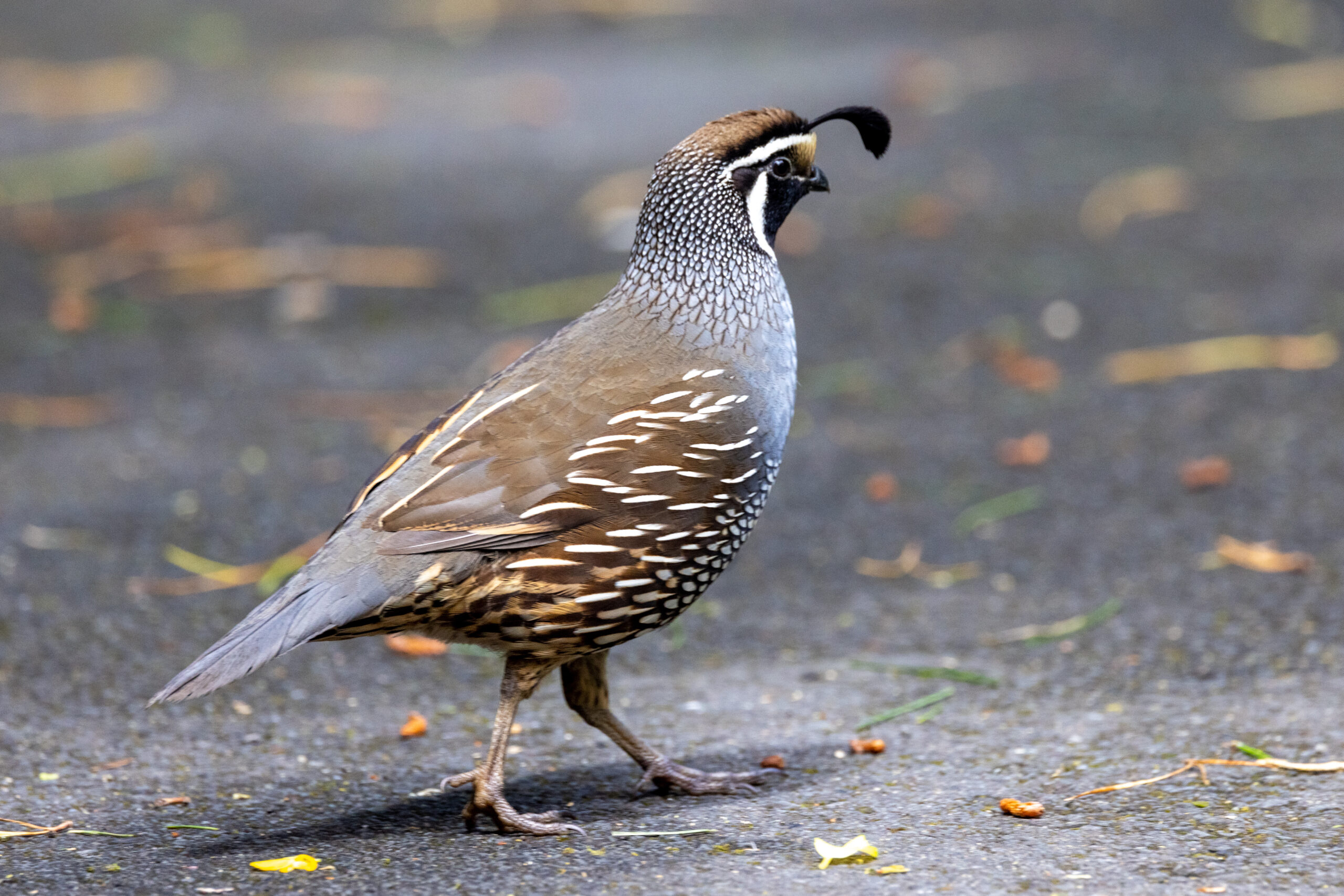 Quail Breeds Choosing the Right Ones for Your Backyard