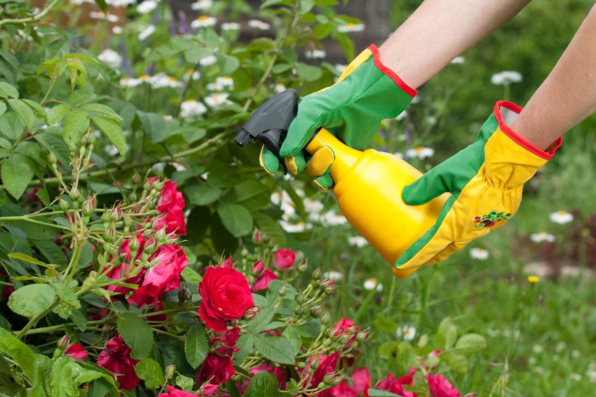 5 Best Fertilizers for Roses Reviewed in Detail (Winter 2023)