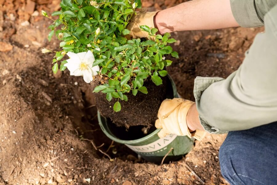 Best Time to Plant Roses for Zones 3 to 11 and Planting Tips