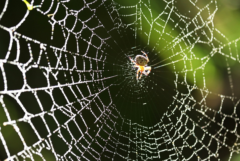 How to Keep Spiders Away from Patio? Here's the Answer [Upd. 2024]