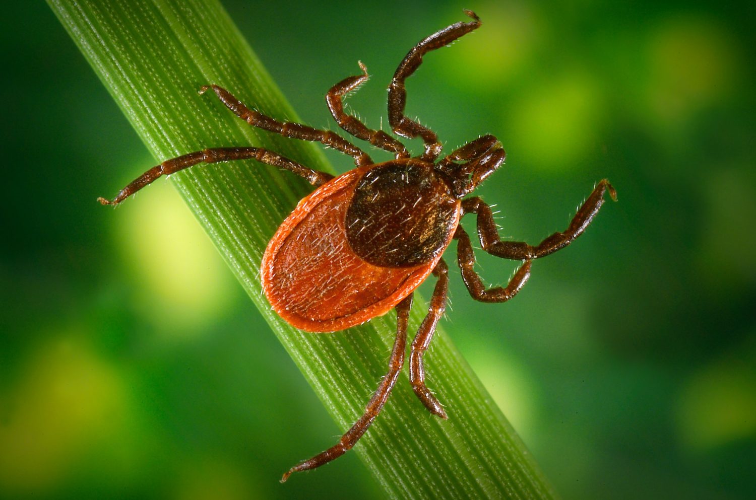 Backyard Integrated Tick Management Study WCSU