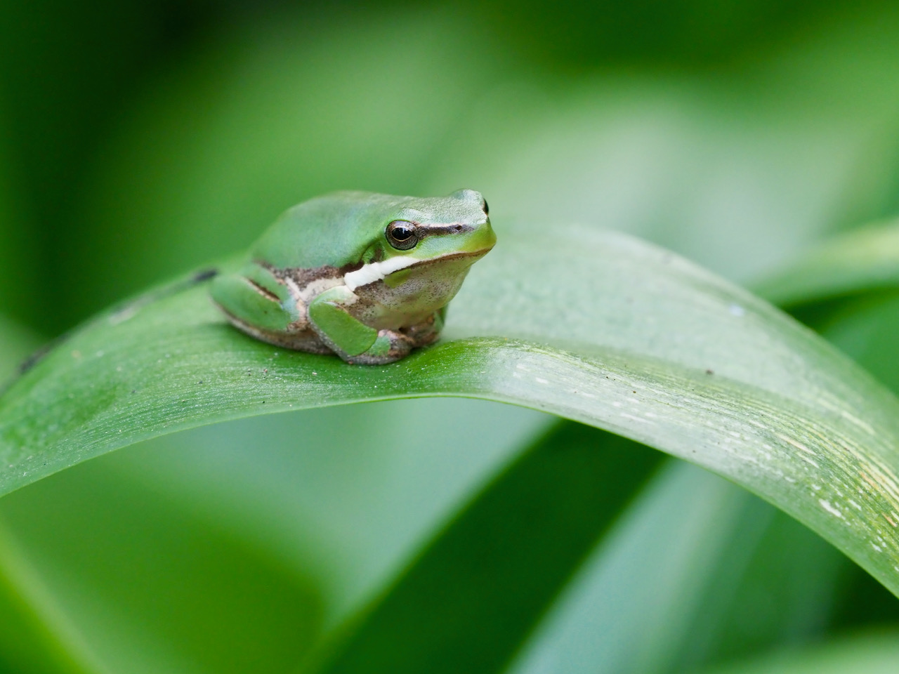 Froggy Friday Eastern Dwarf Tree Frog Backyard Zoology