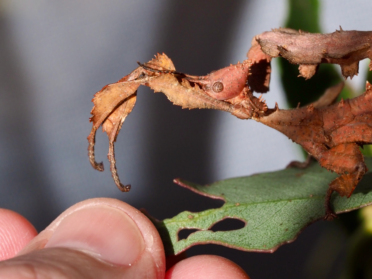 to the family Spiny Leaf Insects Backyard Zoology