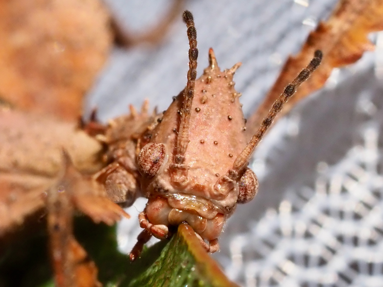 to the family Spiny Leaf Insects Backyard Zoology