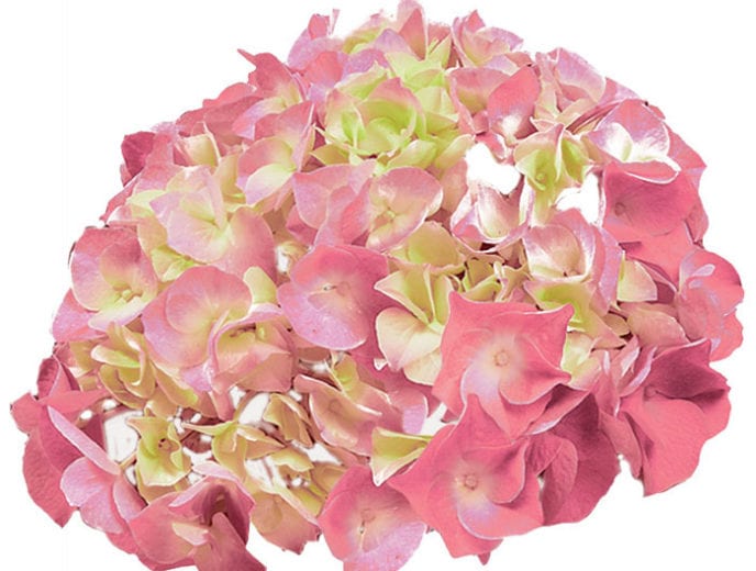 HORTENSIA BERLIN® ROSE Badapedia