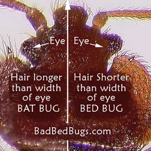 Bat Bug or Bed Bug? See how to view the difference.