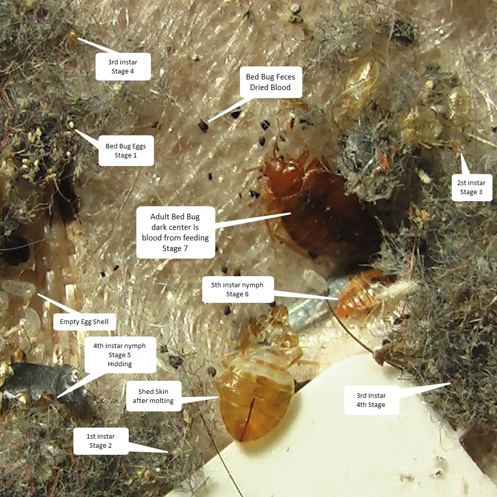 Bed Bug Life Cycle