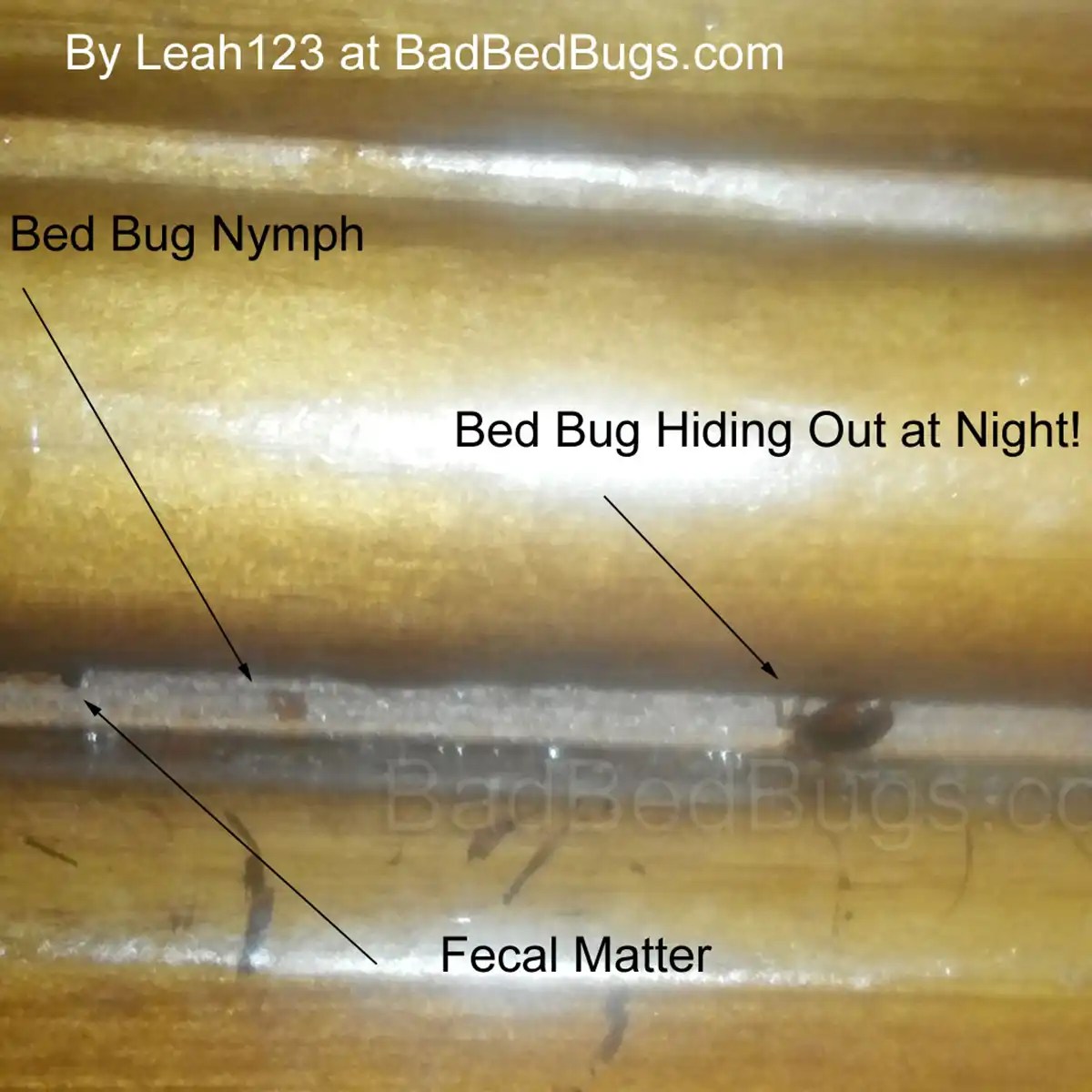 Bed Bugs brought into Home from Used Furniture