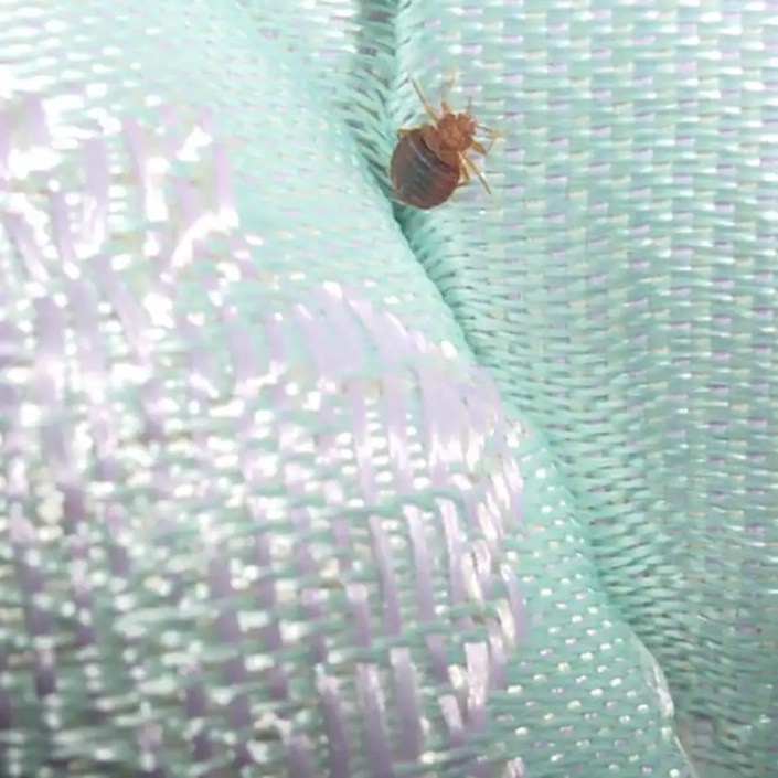 Bed Bug Infestation