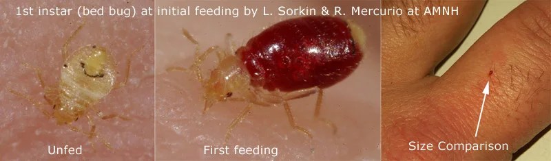 Small Clear Bug In Bed