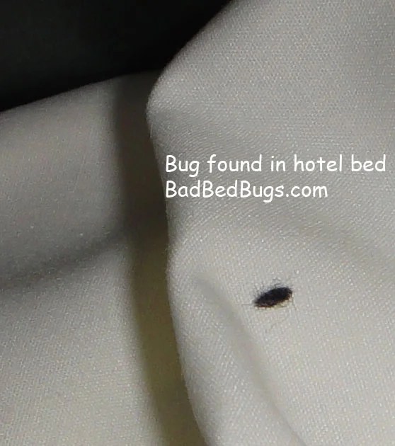 Bedbugs Bites Discussion Pg 3
